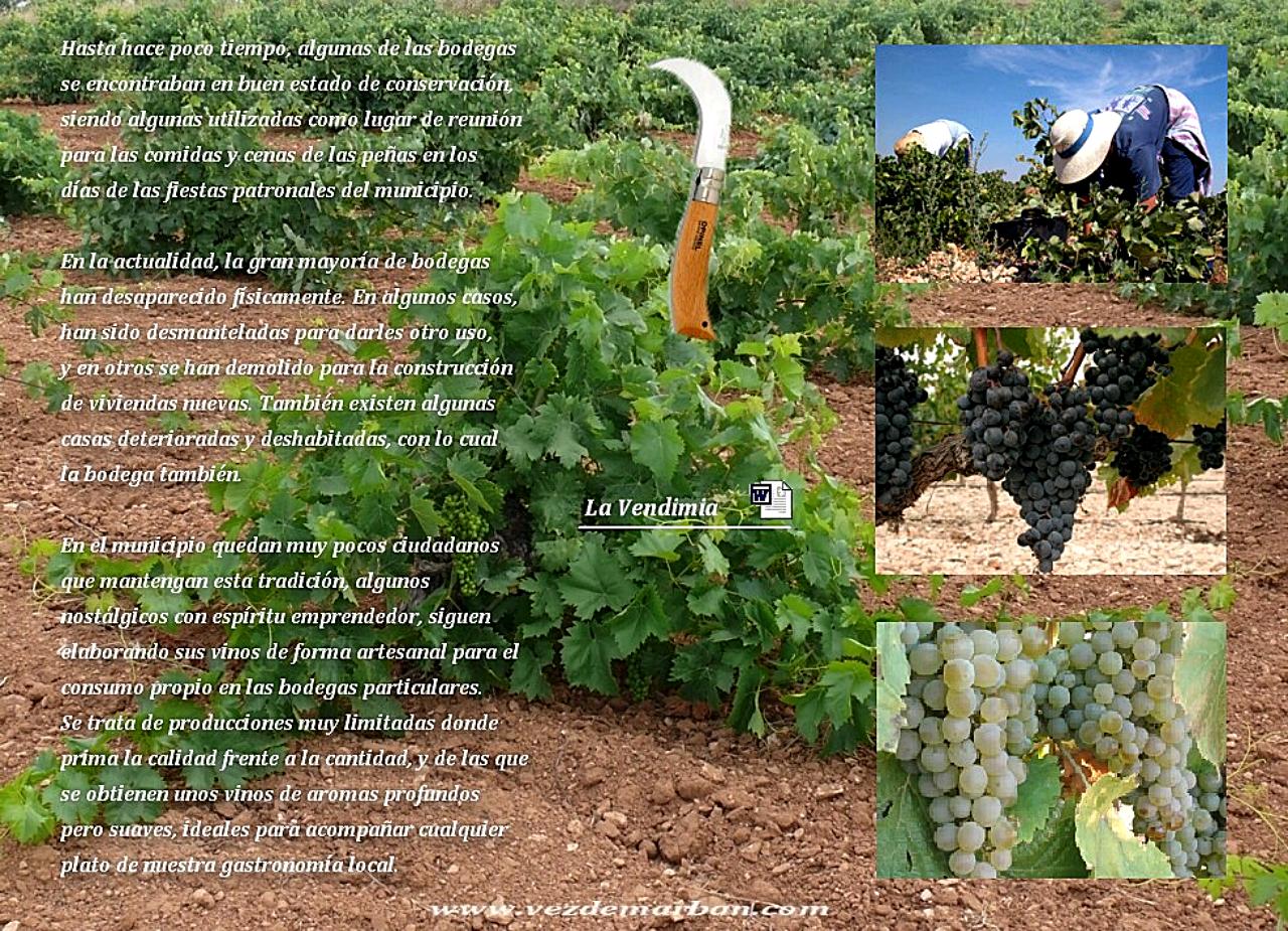 Tradiciones, la vendimia en Vezdemarbán, vendimiar.