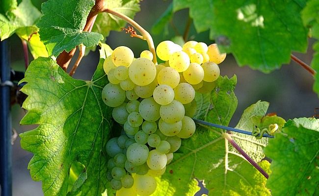 Tradiciones, la vendimia en Vezdemarbán, racimo uvas.