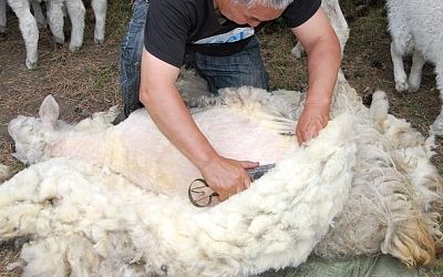 Oficio tradicional, el esquilador.