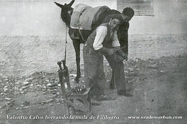 Oficios el herrador, Valentín Calvo herrando una mula.